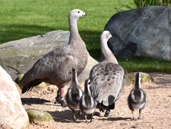 A family of cape barrens. Two adults and 3 goslings all walking together.